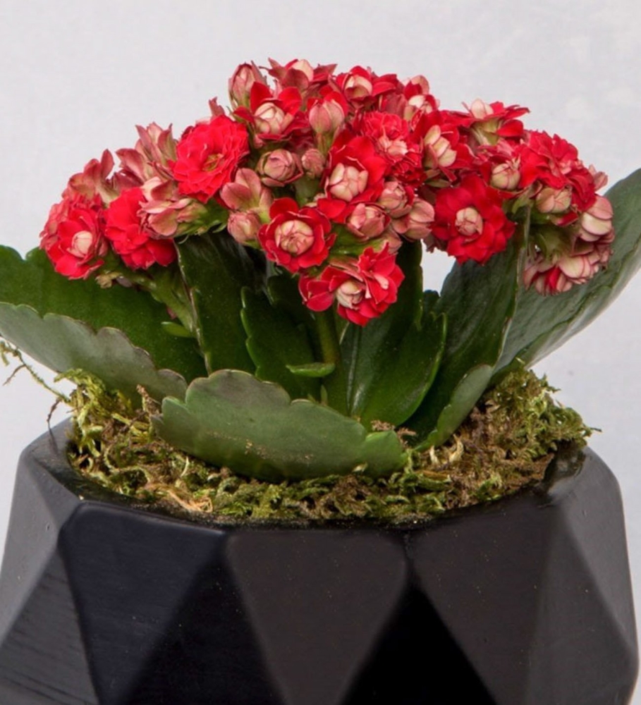 Geometrik Siyah Saksıda Kırmızı Kalanchoe